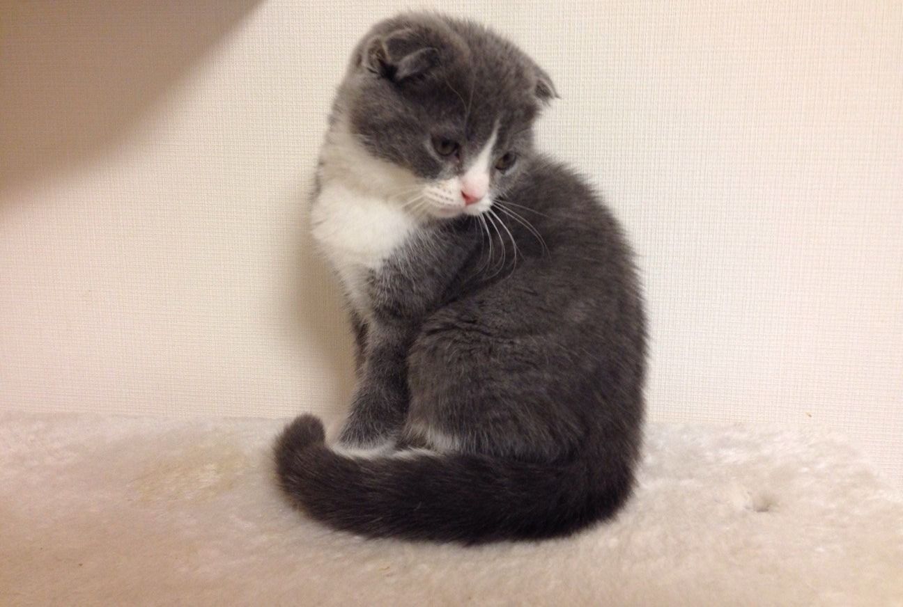 Scottish Fold