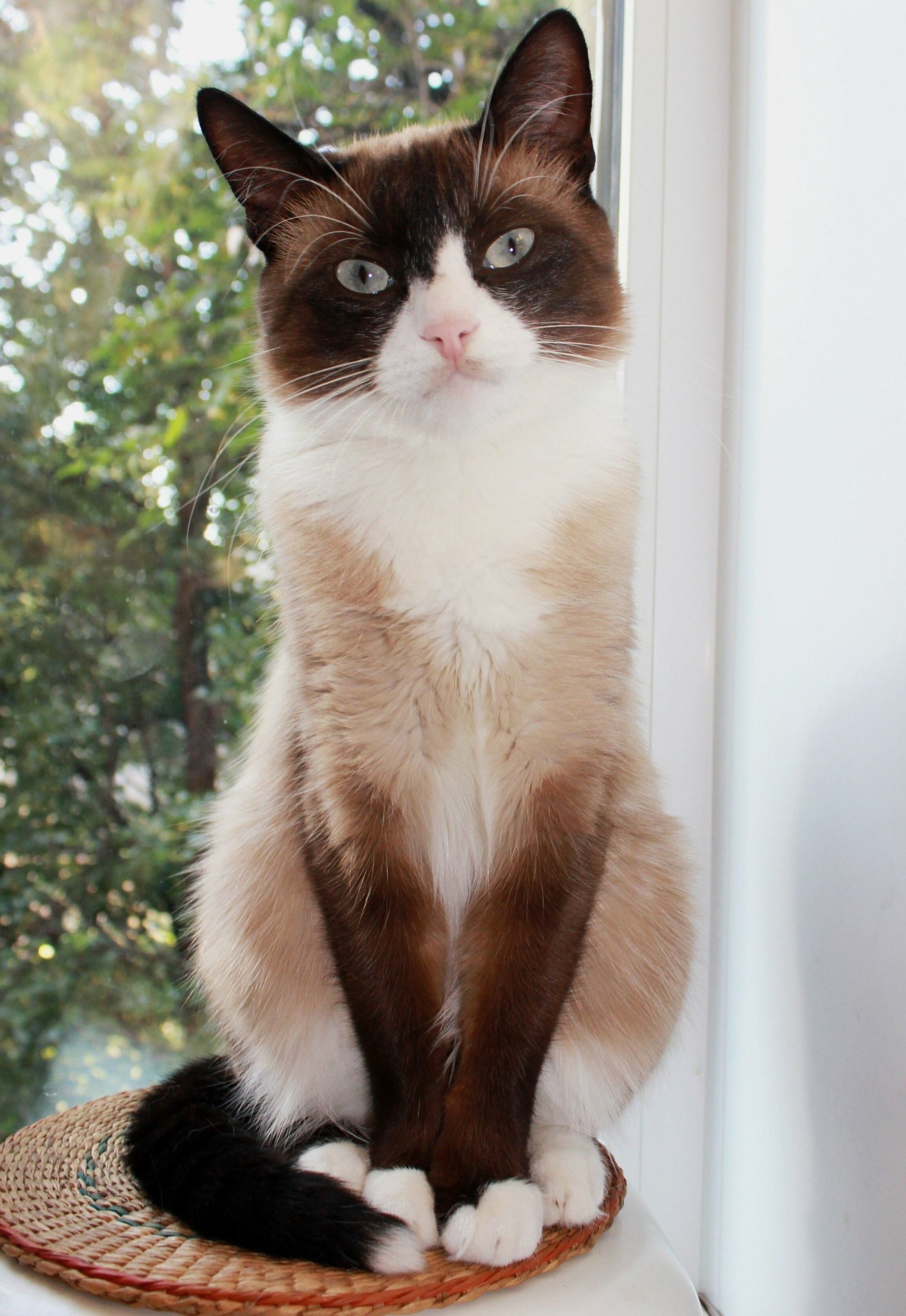 Snowshoe