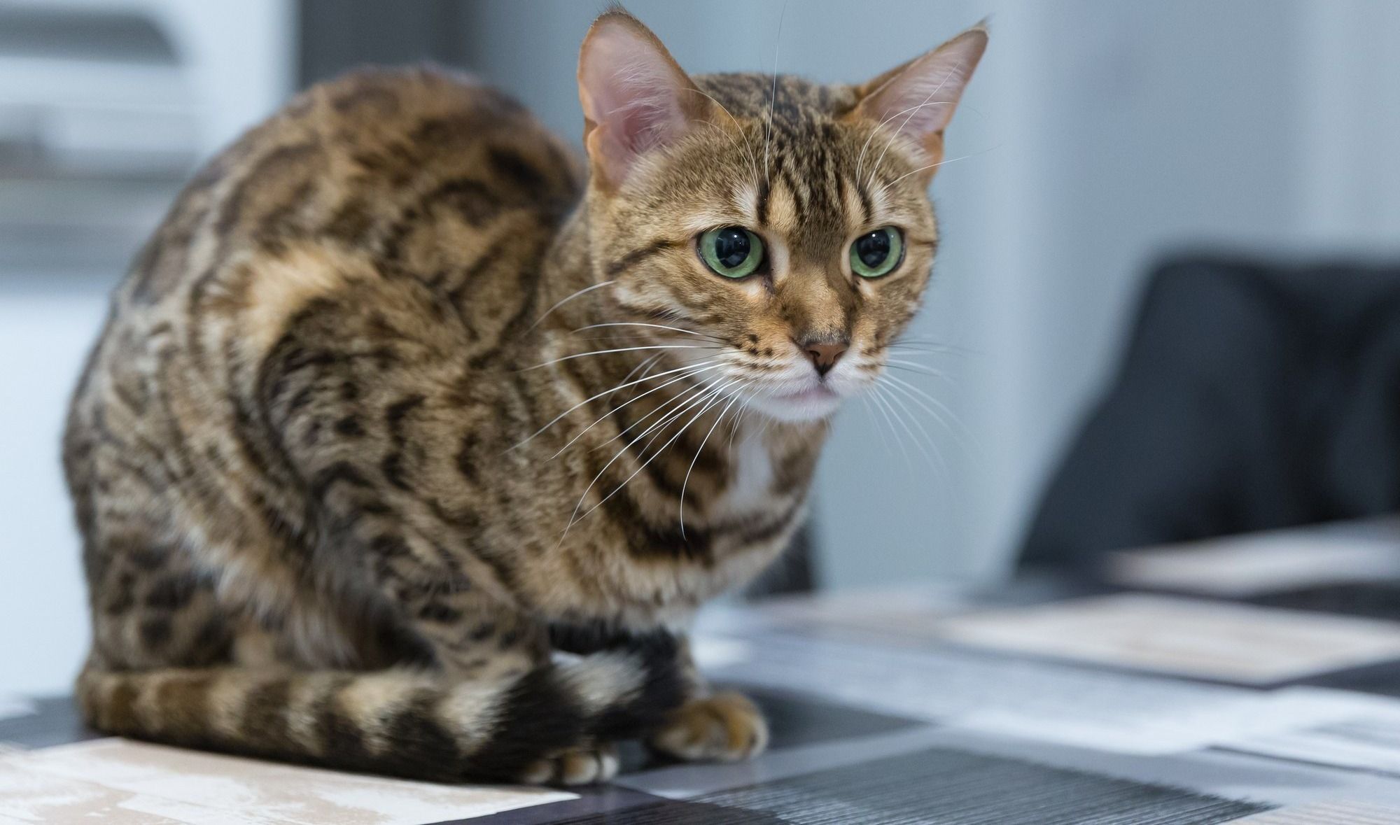 Bengal