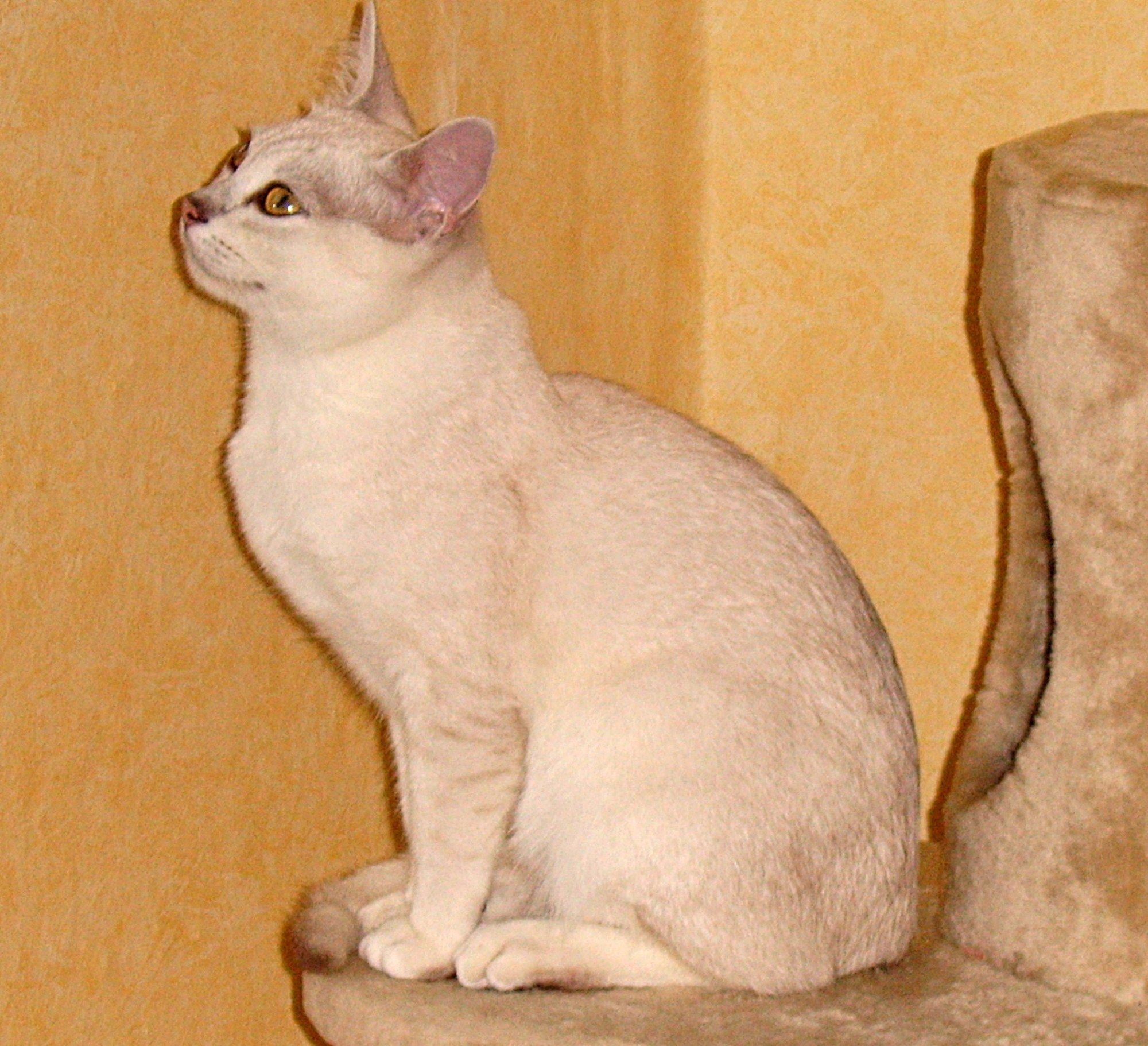 Burmilla