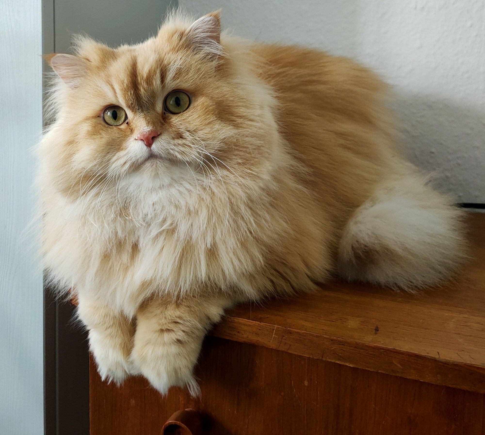 British Longhair