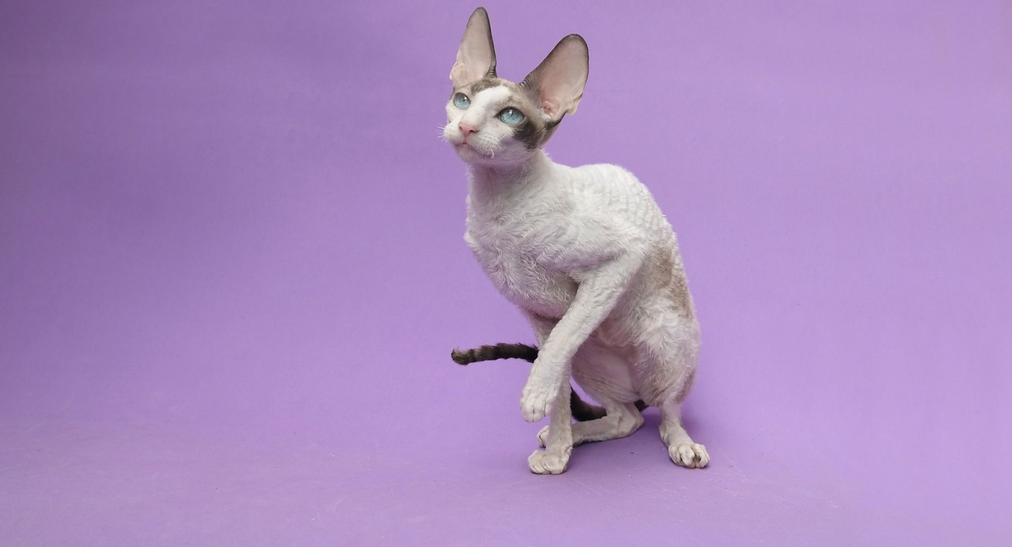 Cornish Rex