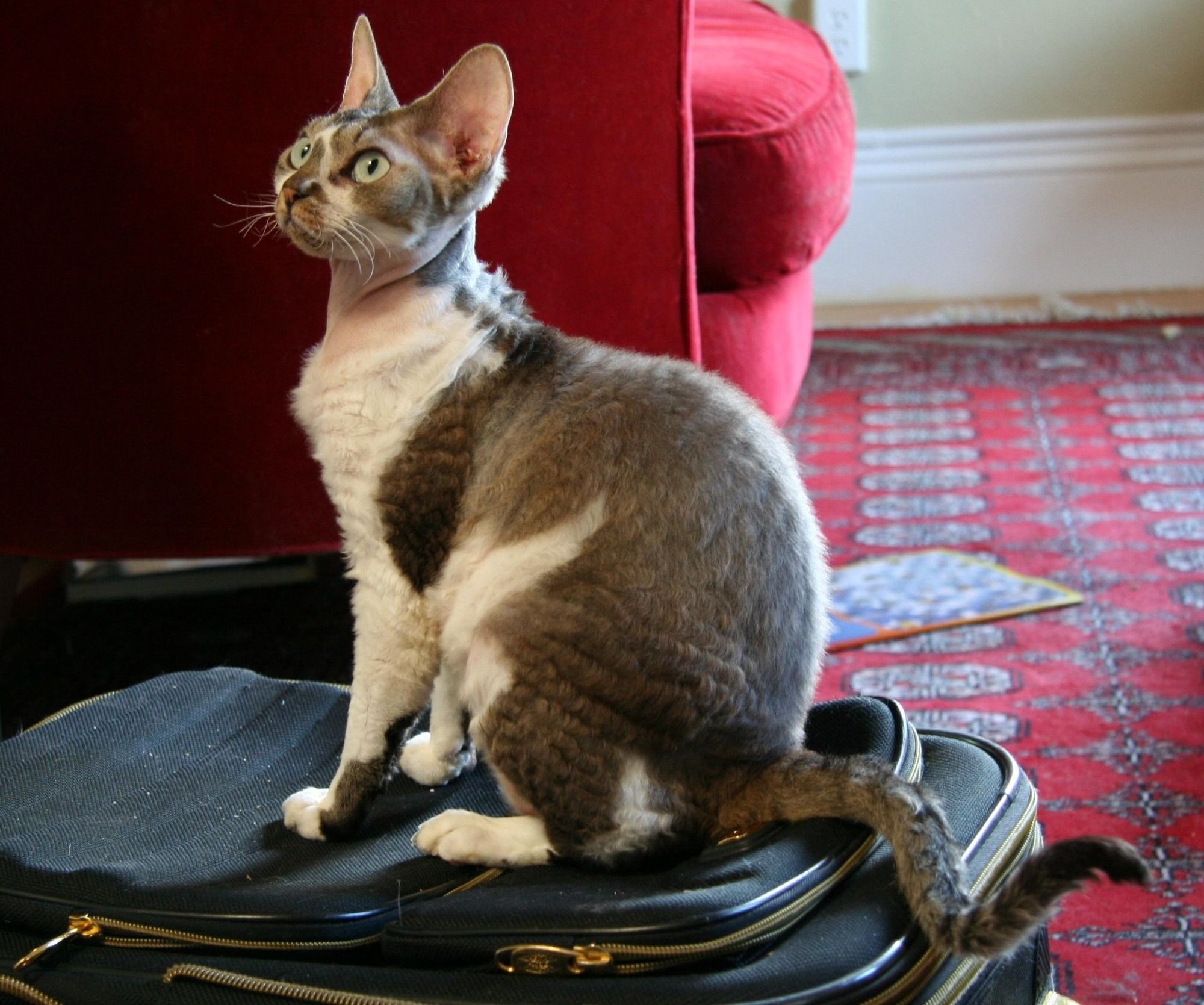 Devon Rex
