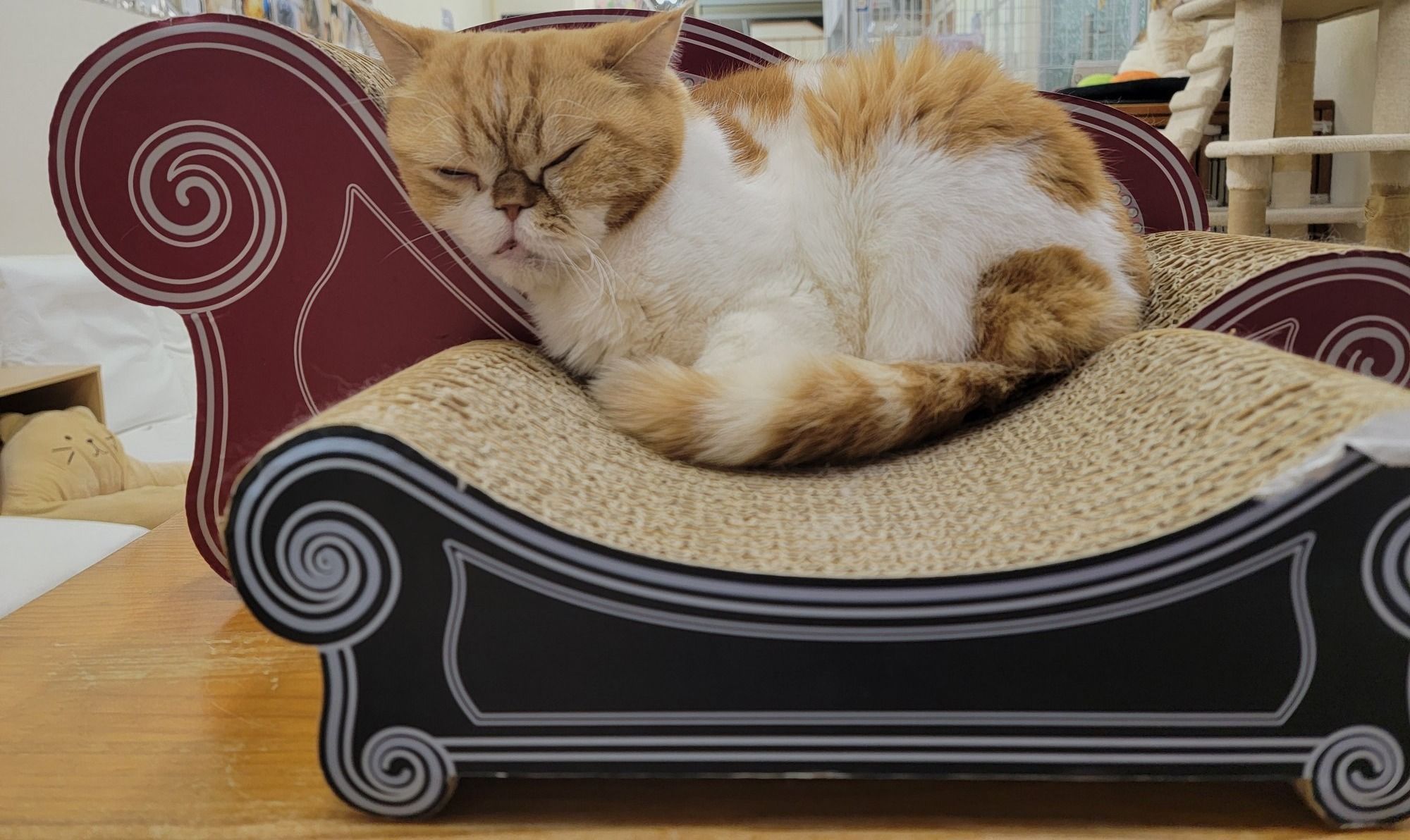 Exotic Shorthair