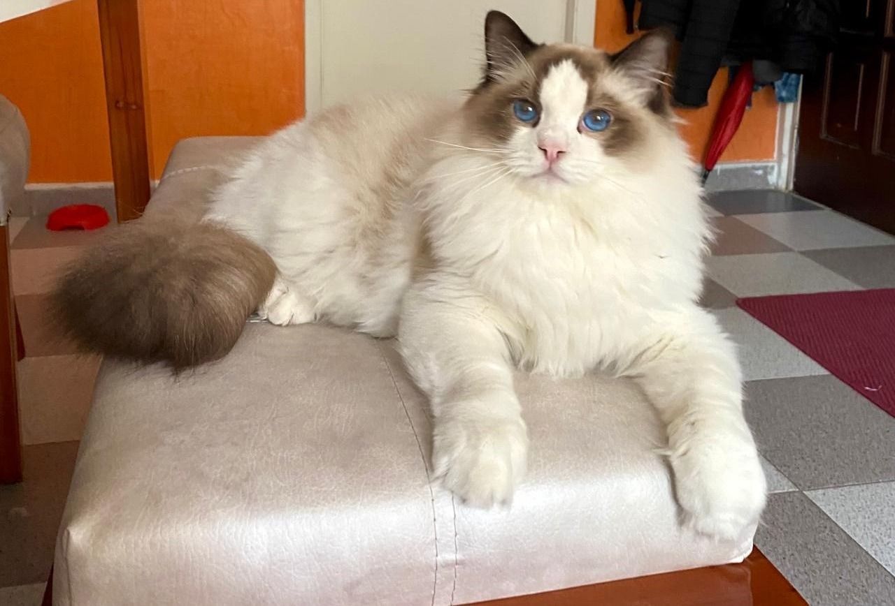 Ragdoll