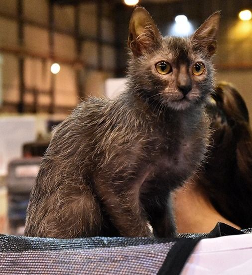 Lykoi