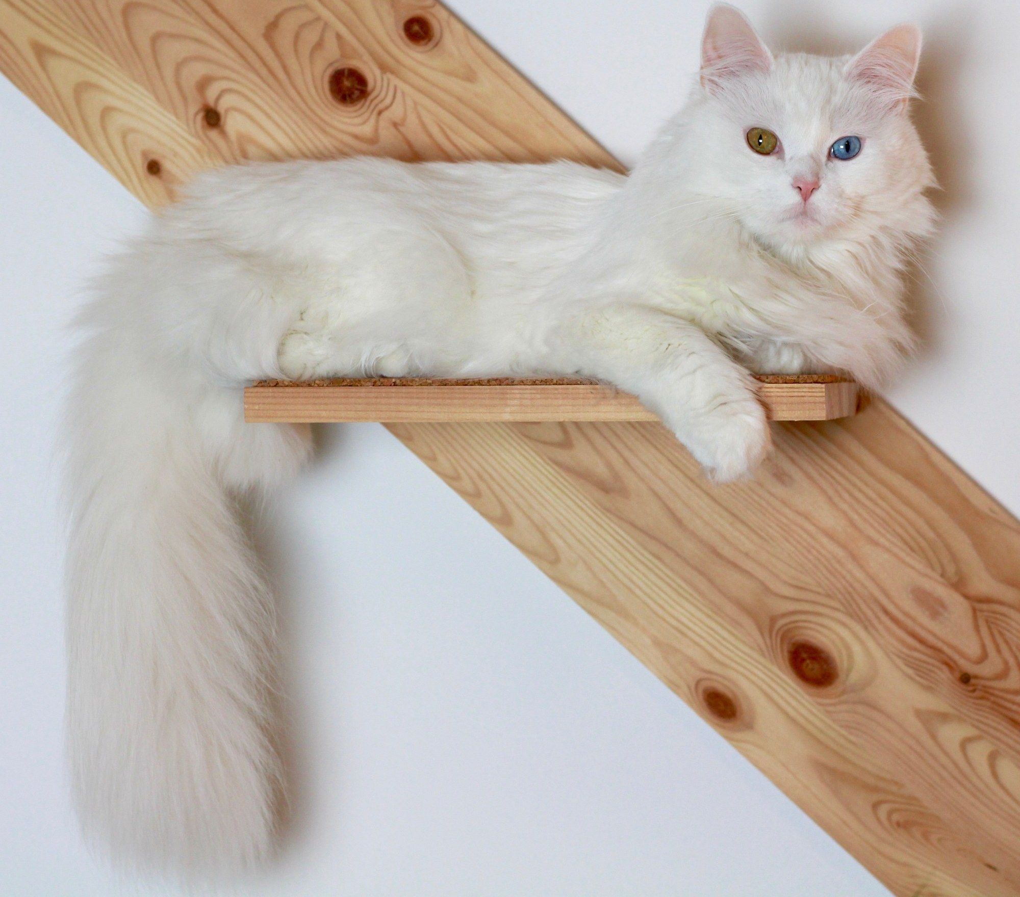 Angora Turc