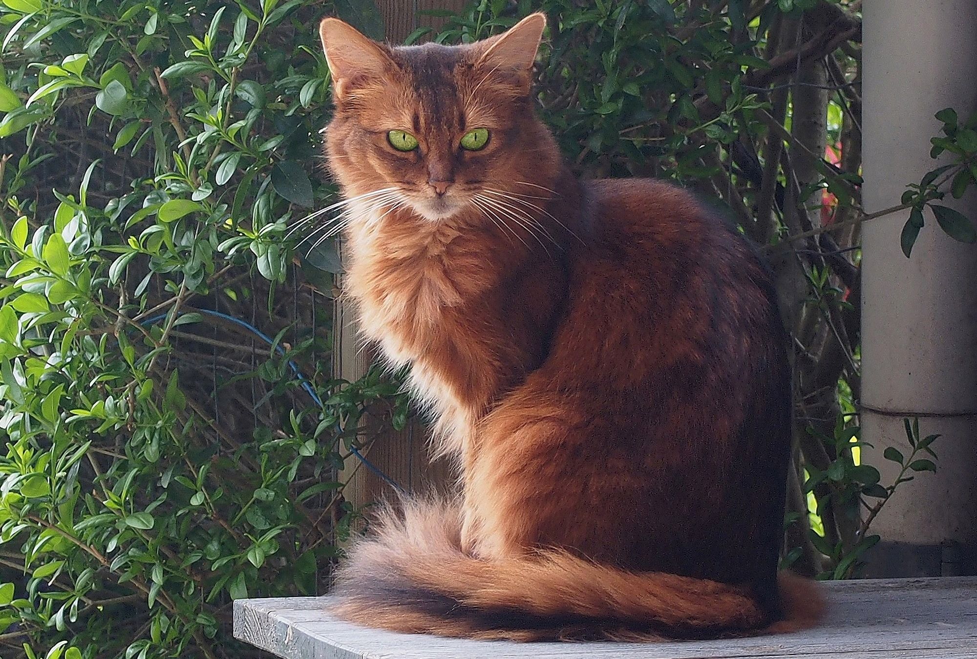 Somali