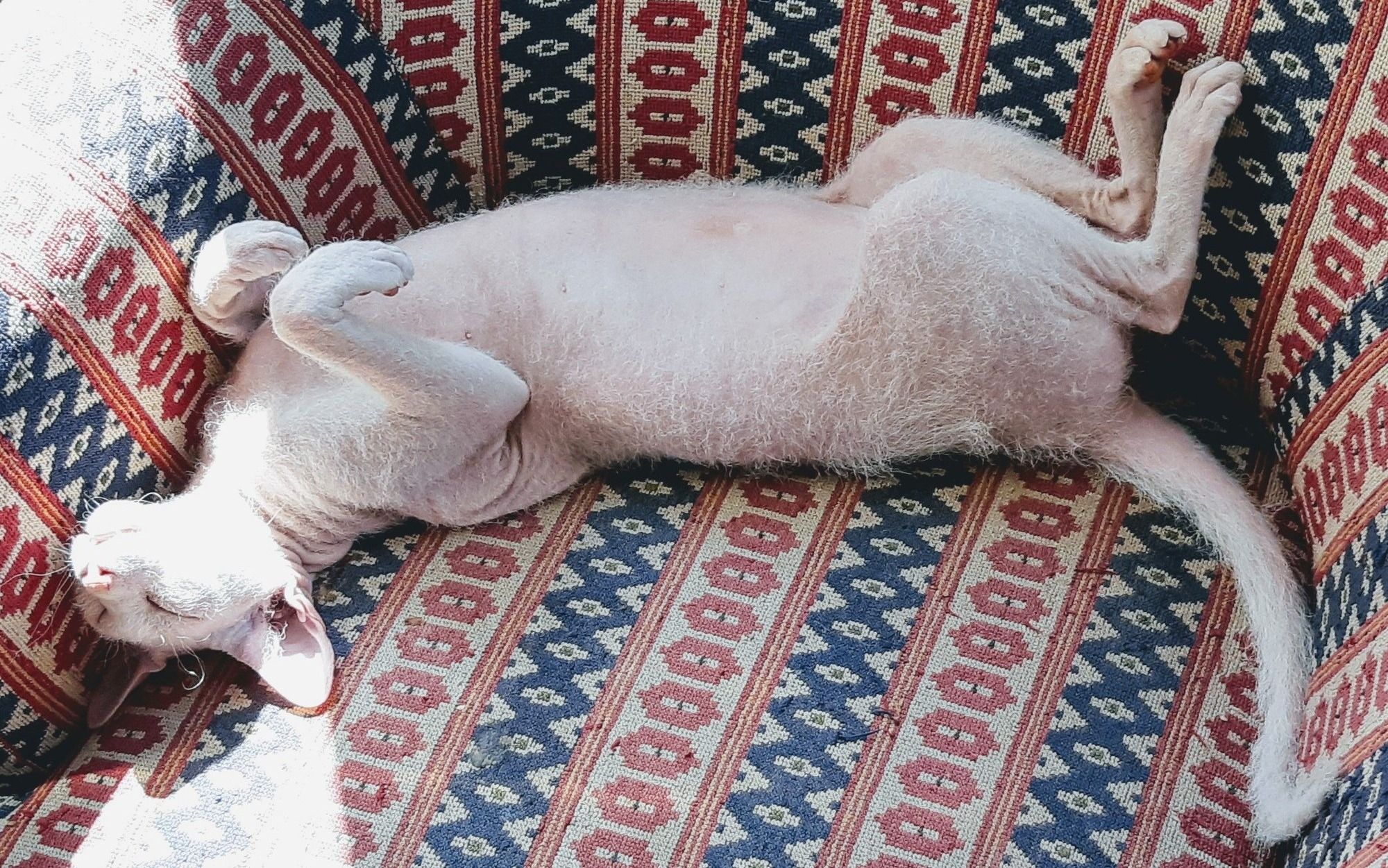 Peterbald