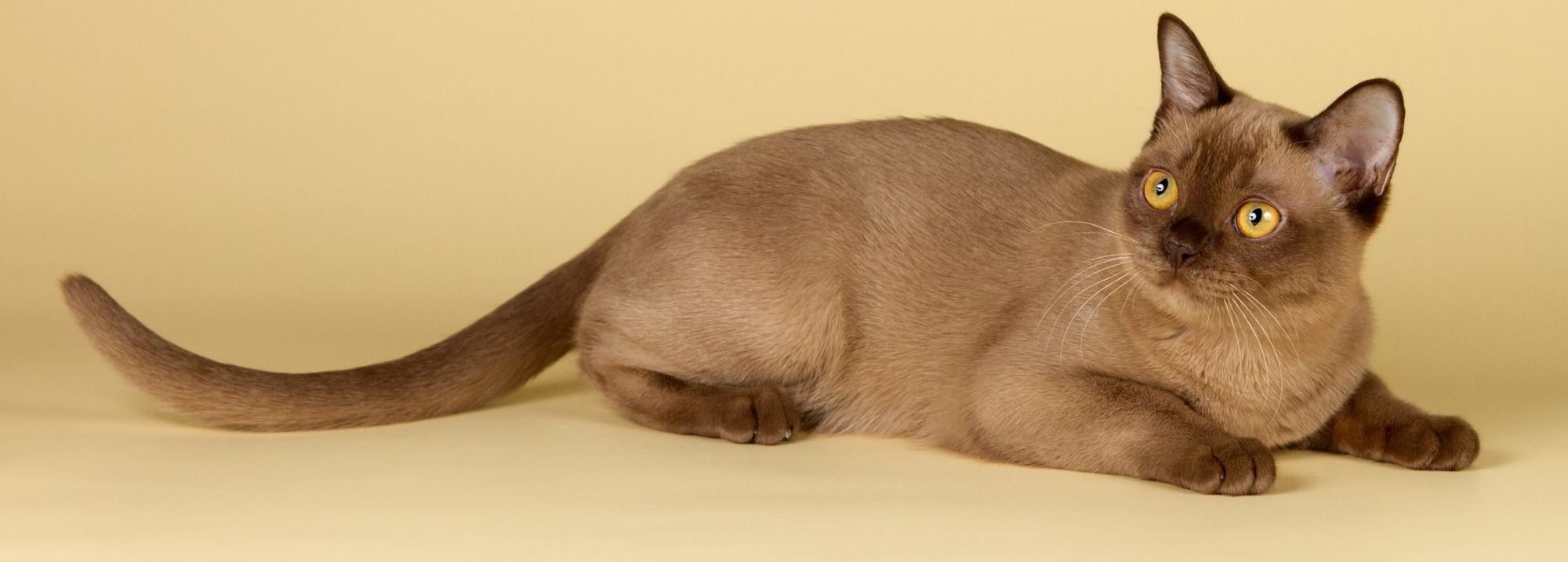 Burmese