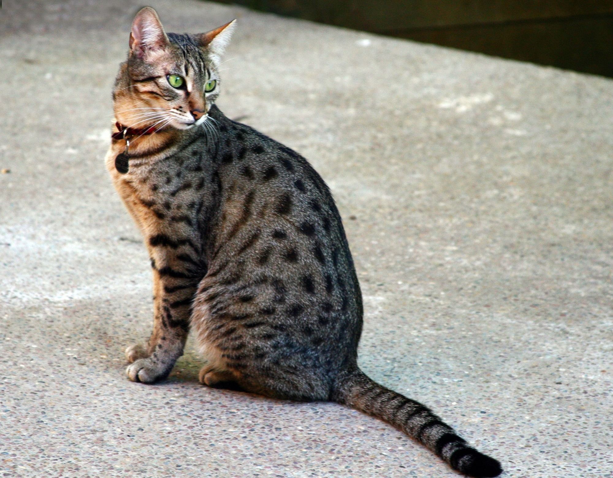 Mau Egyptien