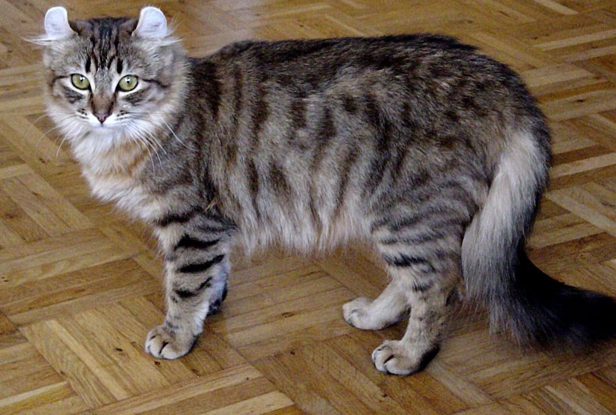 American Curl