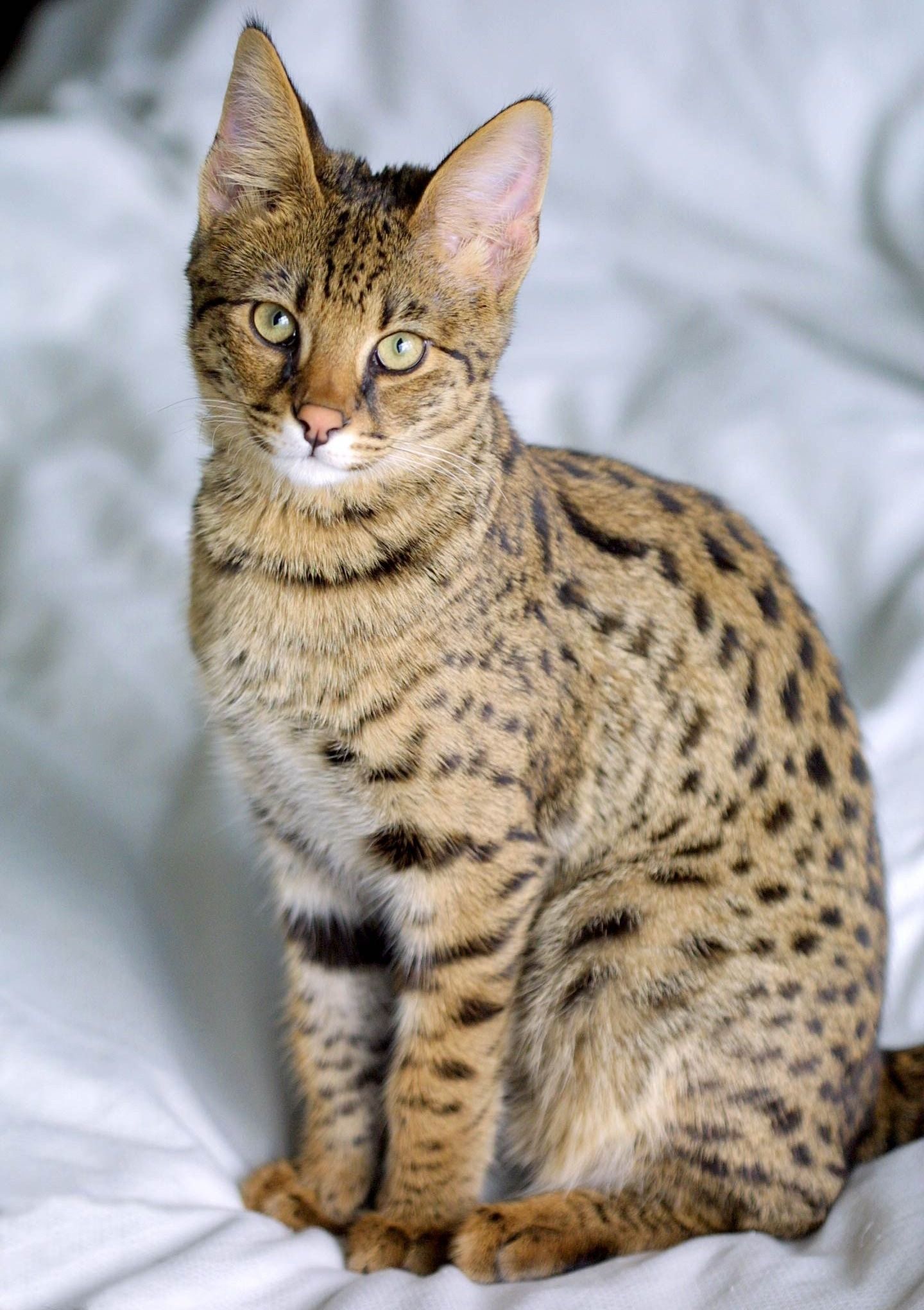 Savannah