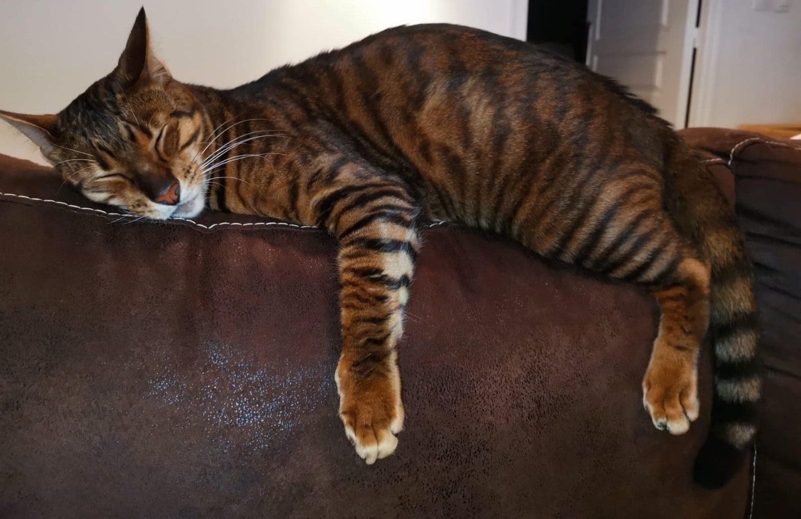 Toyger