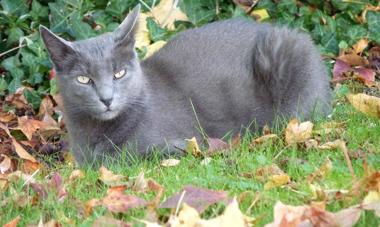 Korat