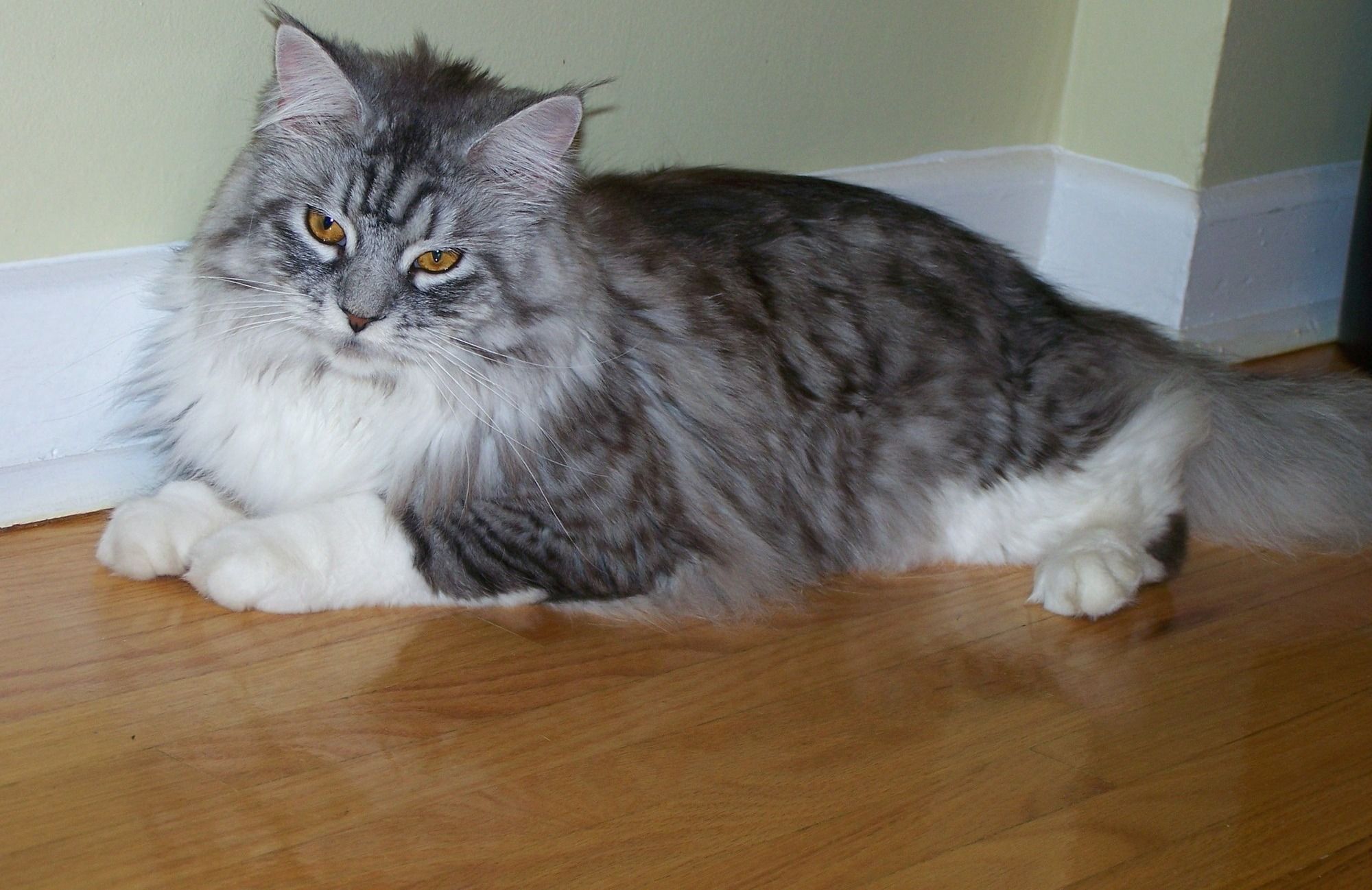 Maine Coon