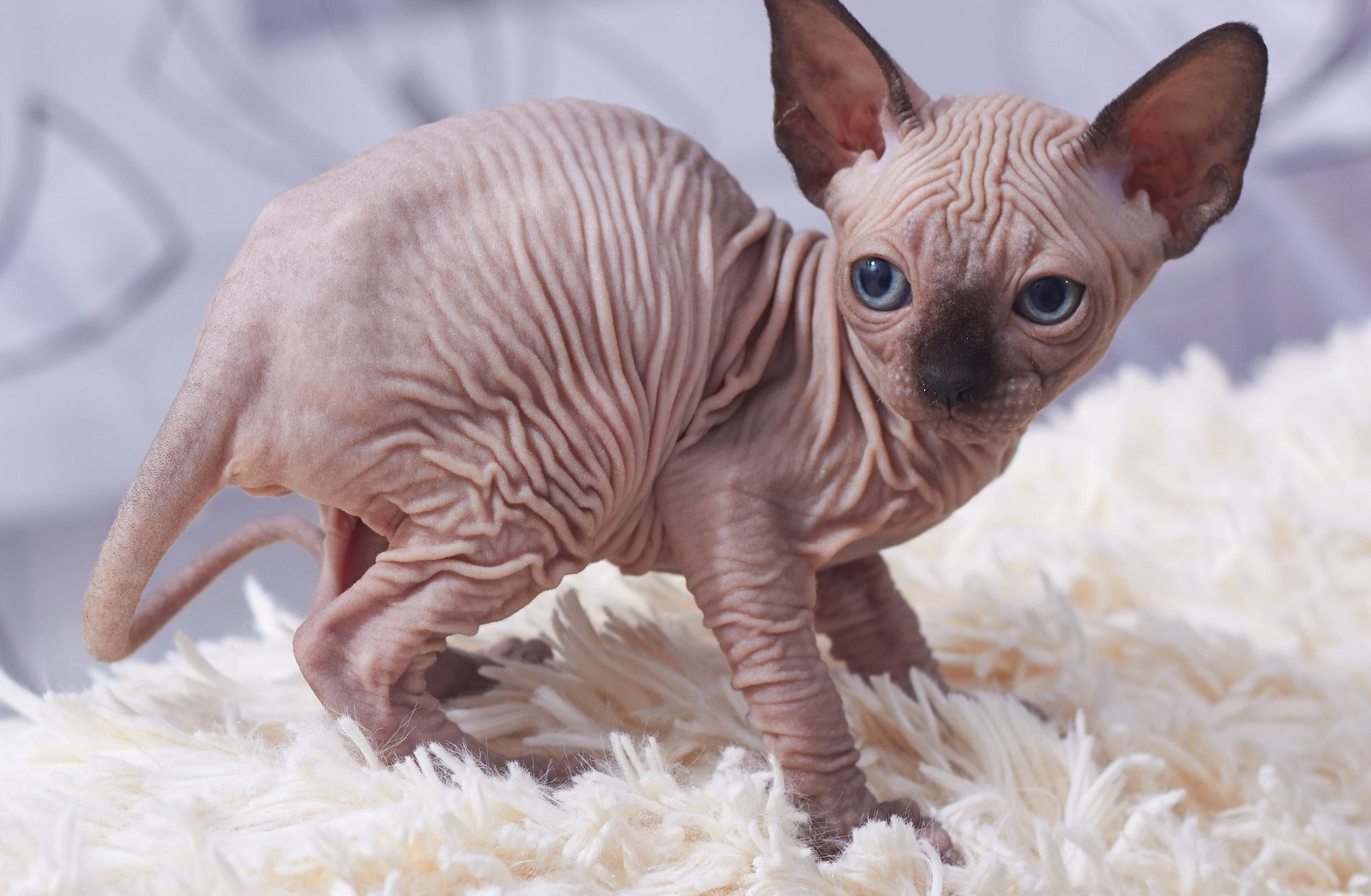 Sphynx