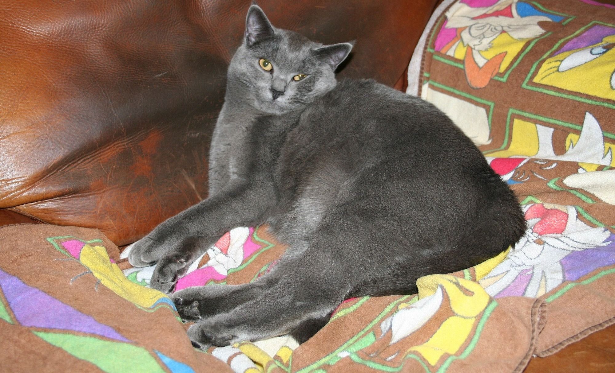 Chartreux