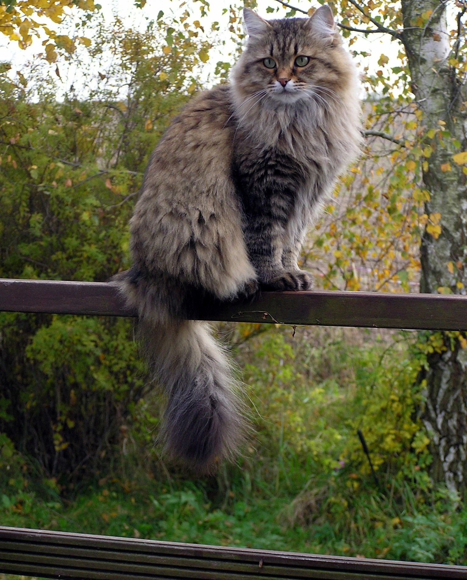 Sibérien