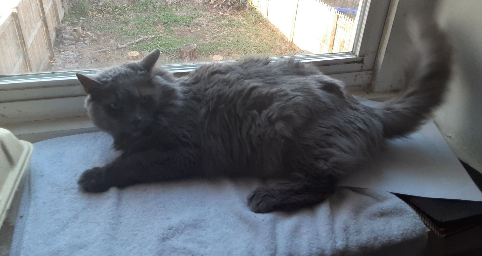 Nebelung
