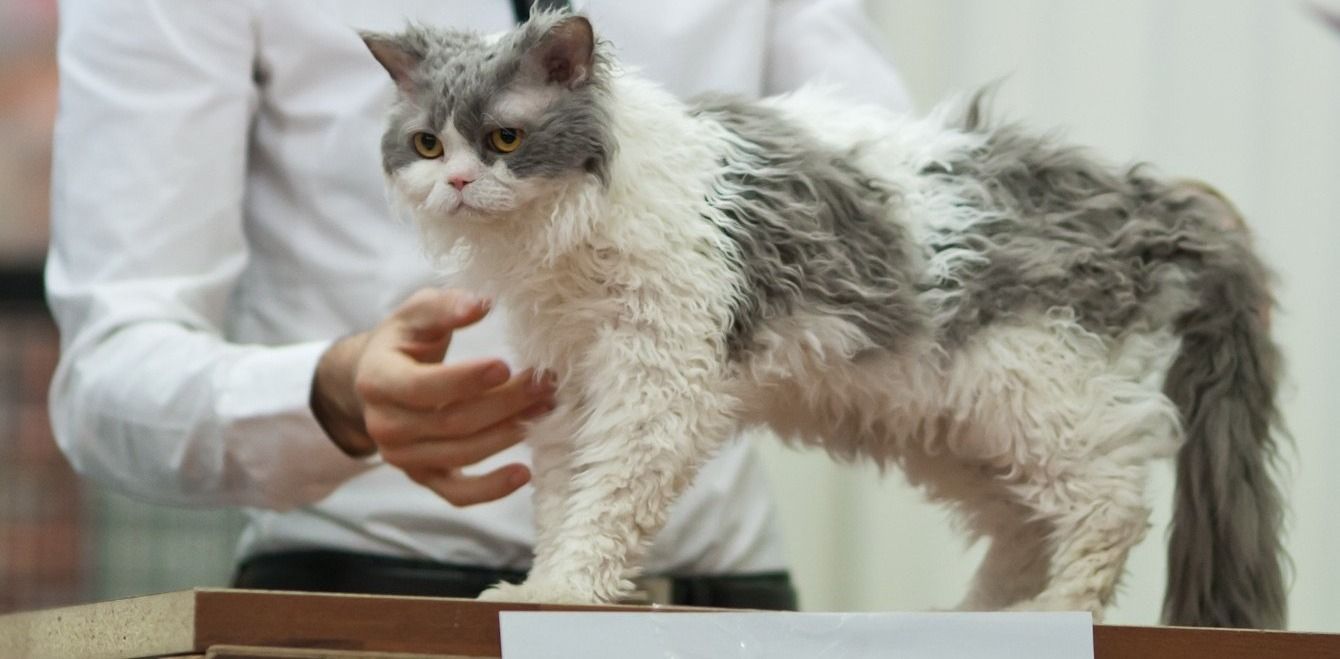 Selkirk Rex