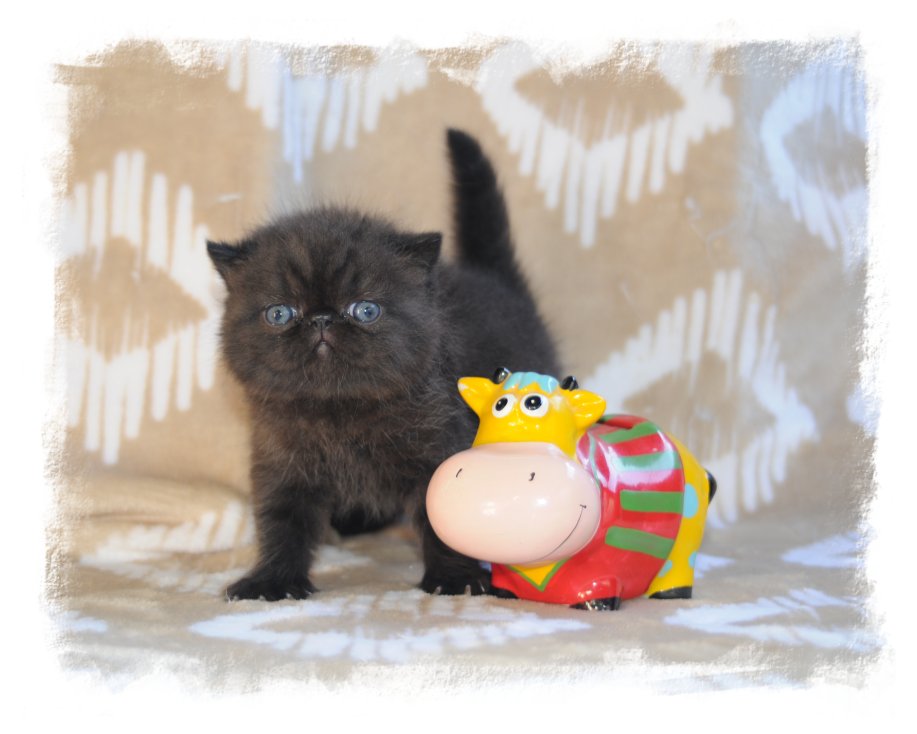 image chattons oriental